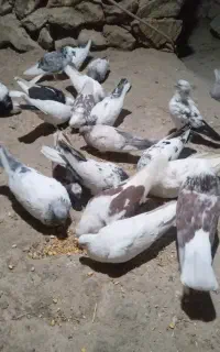 ۲۰عدد کبوتر فروشی
