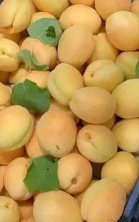 نهال های شابلون زردآلوگوجه سبزوقرمز گلدانی سه ساله