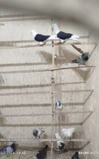 فروش دوبال سیاه