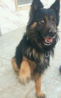 سگ جرمن