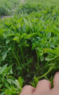 شتیل شیتیل (نشا) گوجه