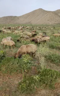 چوپان