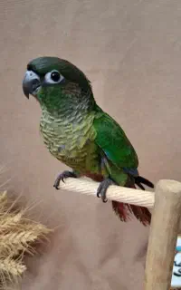 پرنده گمشده