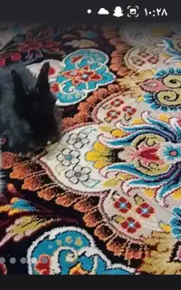 بچه خرگوش لپی