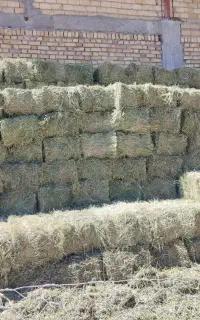 یونجه خشک درجه 1 چین سوم