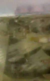 کفتر