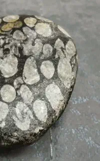 سنگ فسیل مرجان
