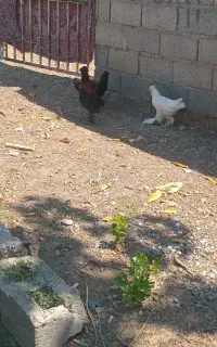 سلطان لهستان