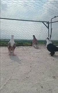 کبوتر