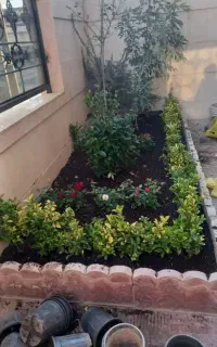 خدمات باغبانی باغچه کاری تعویض خاک گلدون گل وگیا