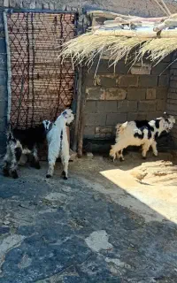 بزغاله شیری چاق