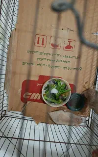 همستر جفت بازی گوش