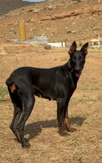 گمشده در منطقه آرپادرسی