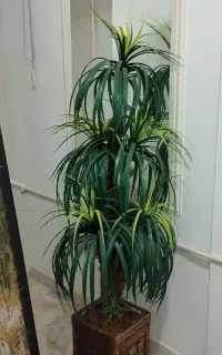 درخچه وگل رز
