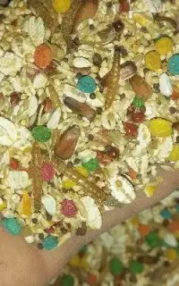 فروش انواع خوراک پرندگان