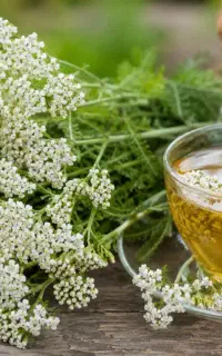 طب سنتی برای علاقه‌مندان