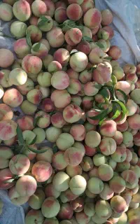 خواستارزمین کشاورزی بالای ده هکتارباقیمت مناسب