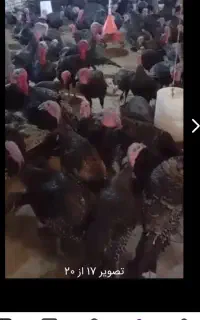 جوجه بوقلمون برنز سینه پهن فرانسه وبیوتی وبوربورن