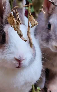 خرگوش ،خورموج