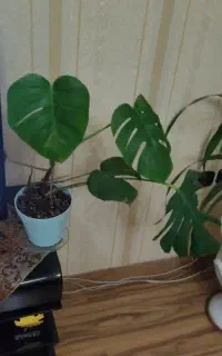 گیاه برگ انجیری