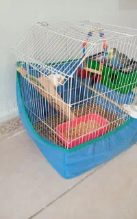 مرغ عشق