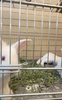 بچه خرگوش های بامزه و بانمک