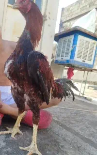 خروس لاری اصیل