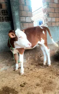 سیمینتال ماده