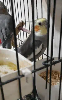 طوطی عروس