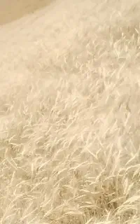 بزر گندم بوجاری شده درجه یک