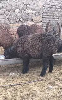 بره
