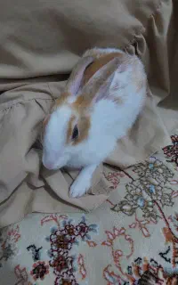 خرگوش ماده
