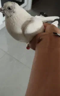 کبوتر تهرانی دم سیاه
