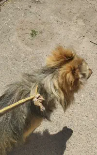 سگ خوب