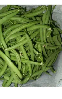 لوبیا سبز