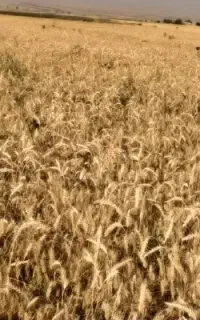 بذر گندم بوجاری شده