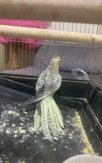 نر عروس مست