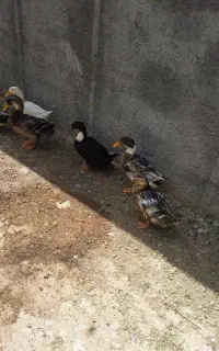 اردک جوان دم تخم