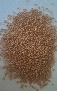 گندم  بذر درجه یک گندم برات