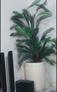 درختچه بزرگ