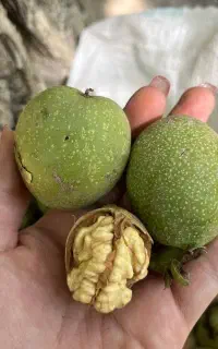 ۳۰ تا ۴۰ درصد افزایش تناژ تضمینی محصول