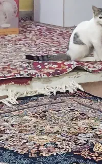گربه خانگی