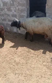 قوچ درجه یک به شرط