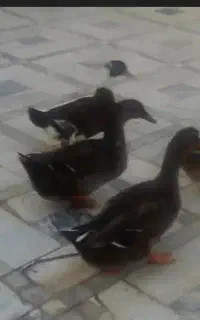 اردک بالغ برای درمان ضعف وبی حالی