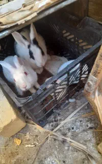 خرگوش فروشی