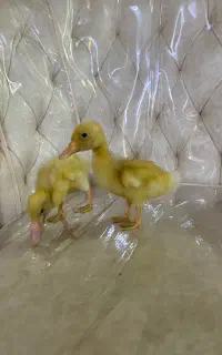 جوجه اردک