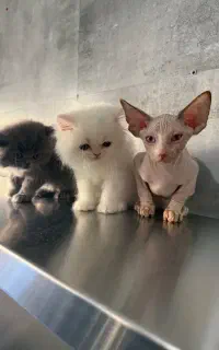 هم پشمالو هم بی مو اینجا دنیای گرب ه هاست