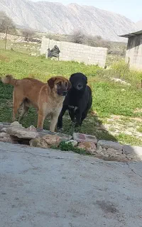 سگ سرابی دورگه نر گله ای صفت و سخت