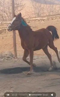 کره مادیون