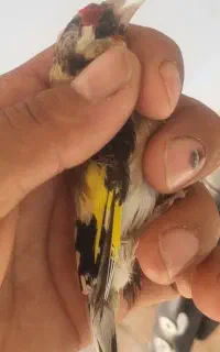 سهره ماده